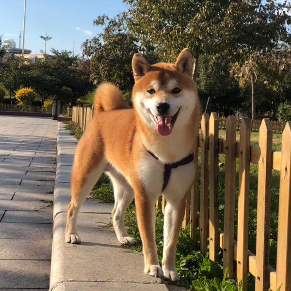 沈阳柴犬(繁育)
