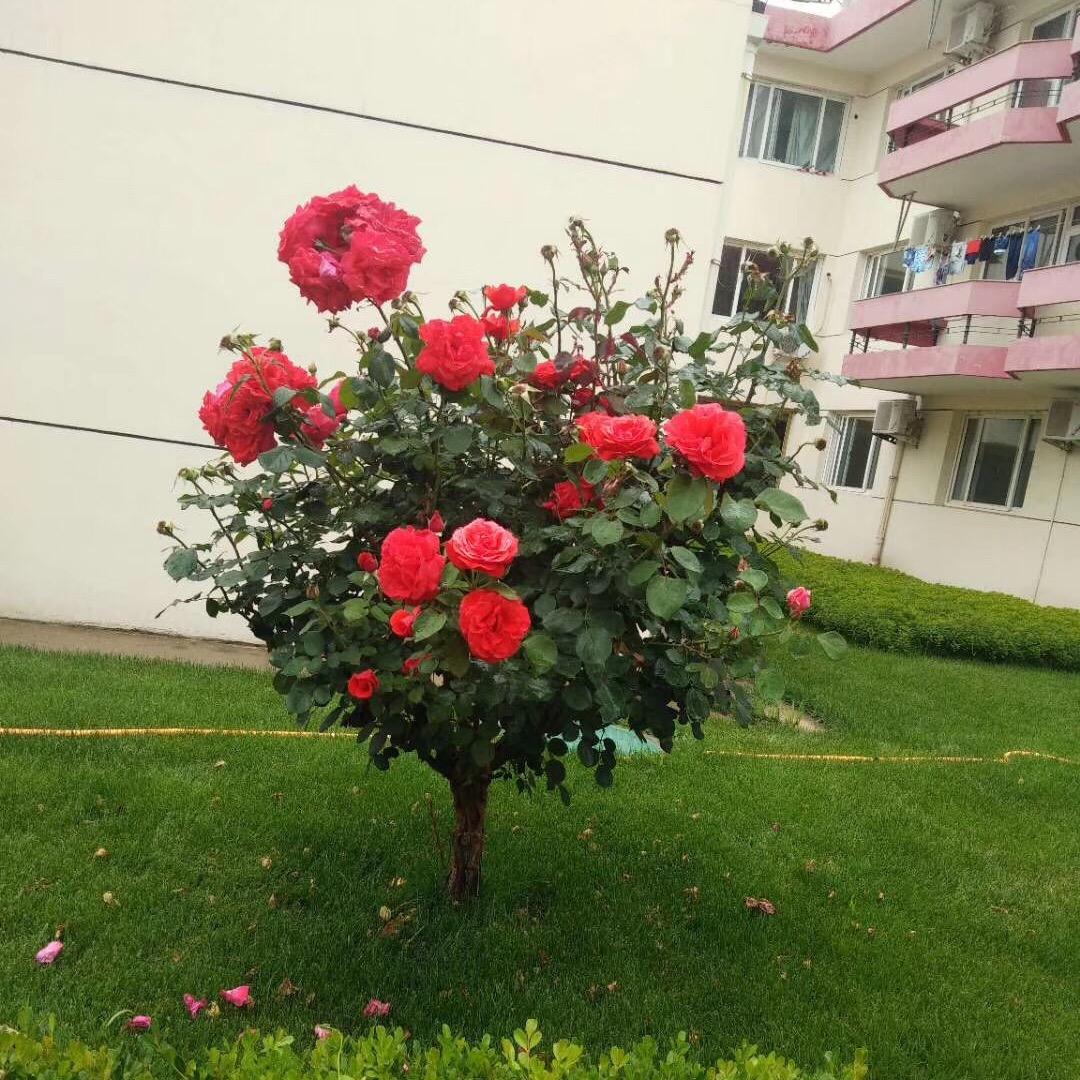彩虹的微笑