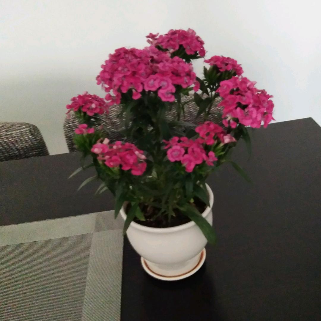 八月桂花香，拒秒赞。