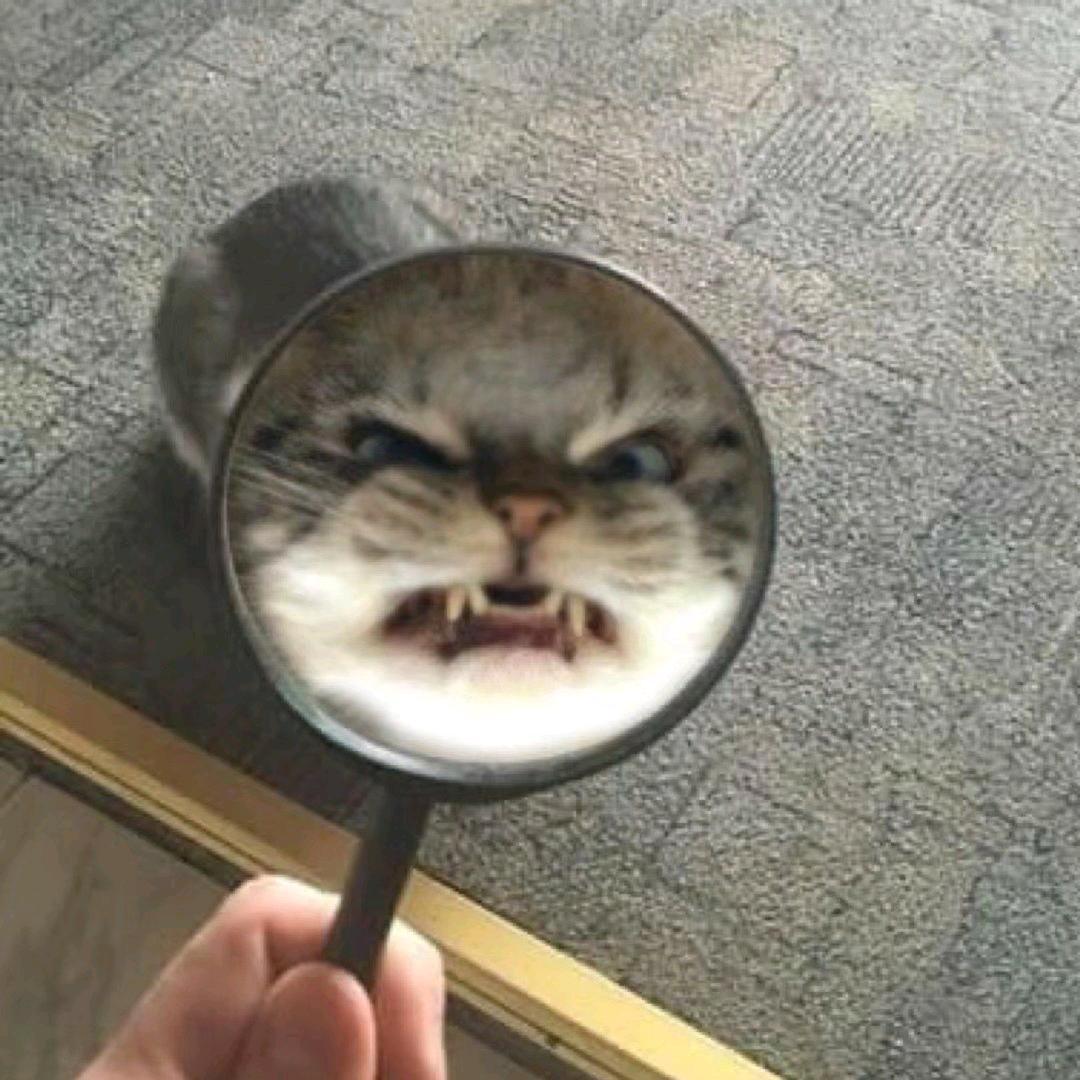大脸喵爱吃🐟