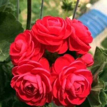东北花园喜哥