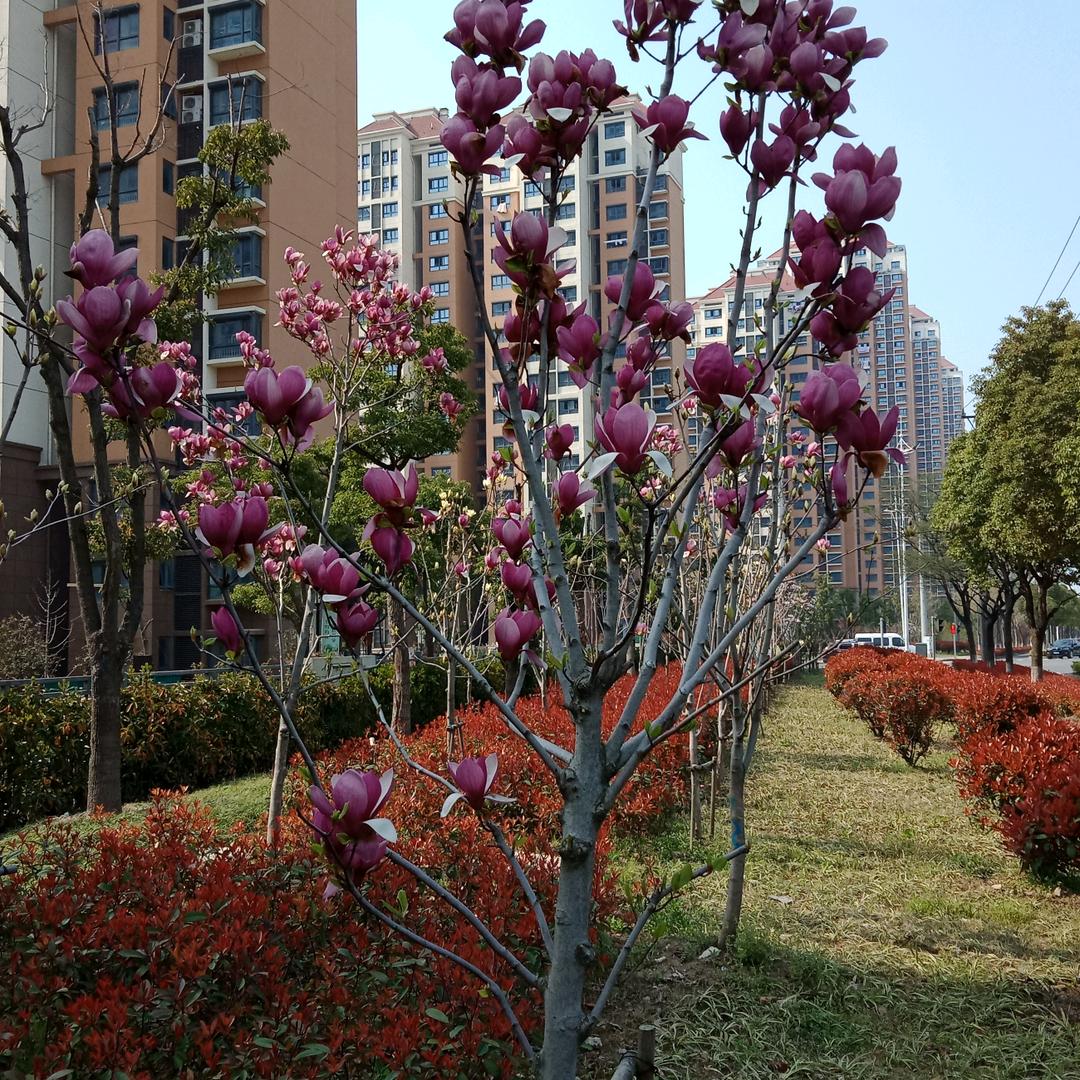 我心飞翔
