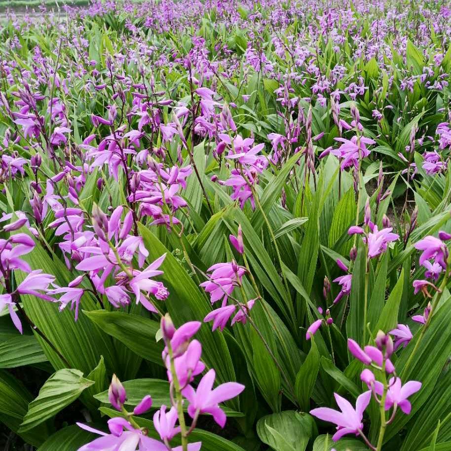 阆中市林林种植专业合作社