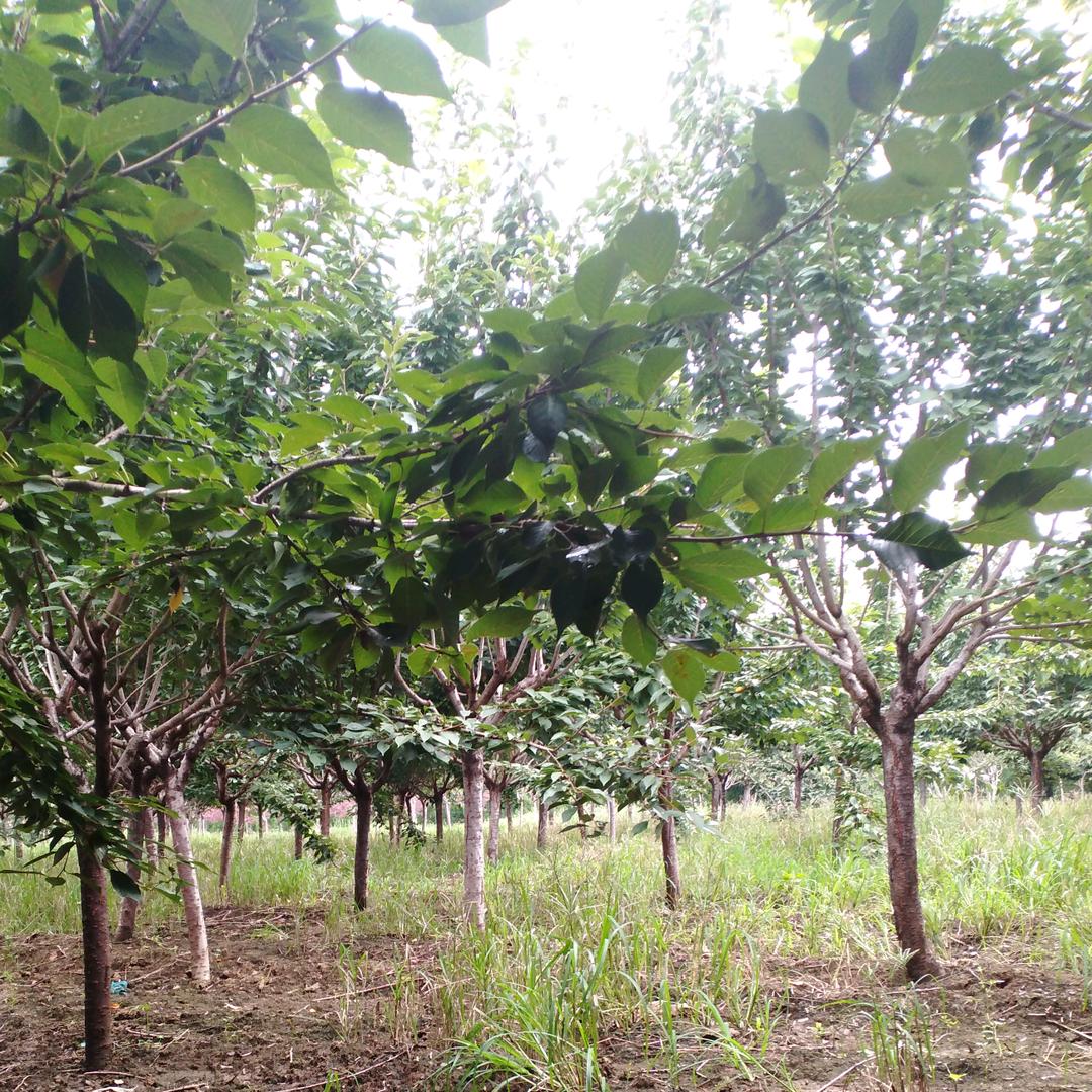 弘盛苗木销售中心