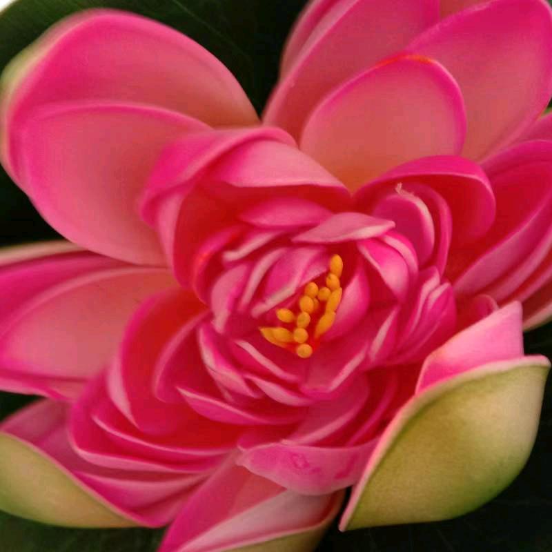 用黄梦影户2703120374684