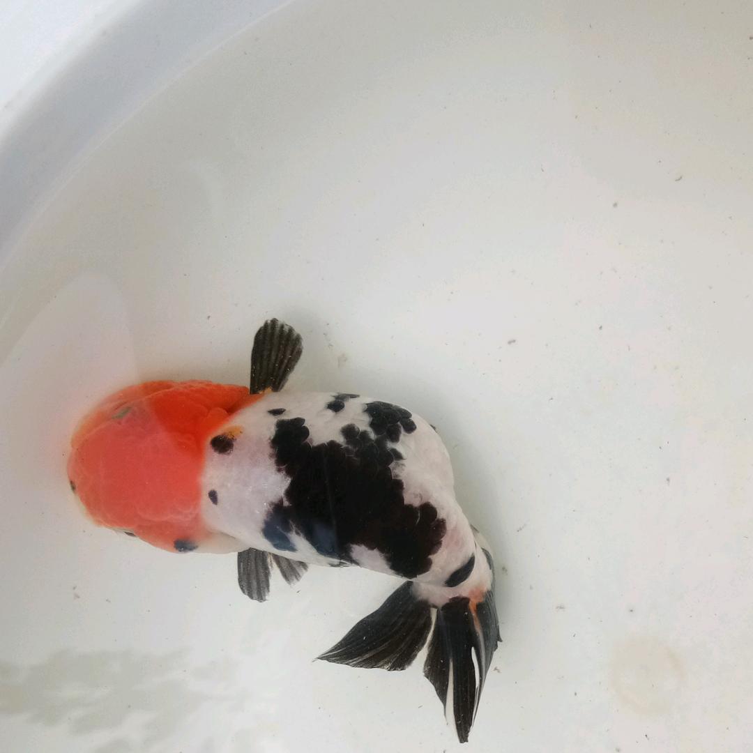 鱼之韵观赏鱼
