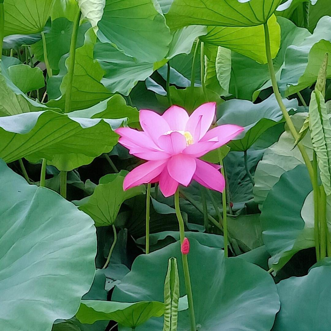 魏仕国