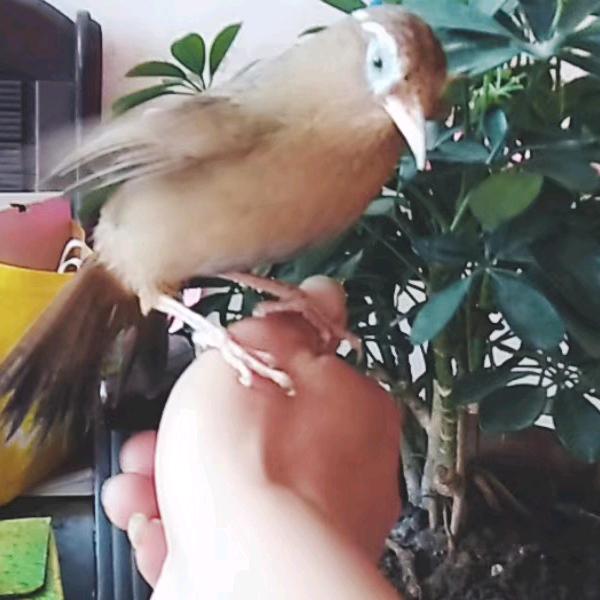 冯记香油麻酱粗粮现磨