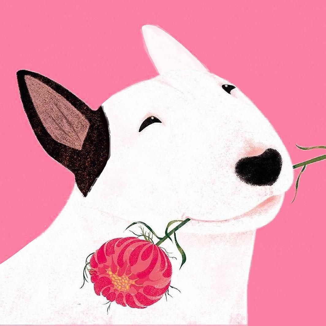 美伢是只牛头梗🦔