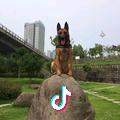 JD强强