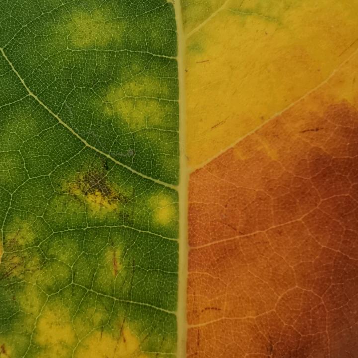 一樽饮江月