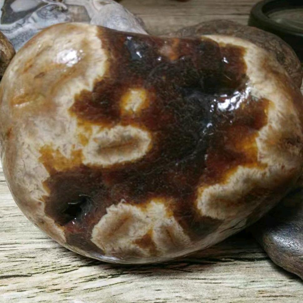 东北小帅哥树化加工厂