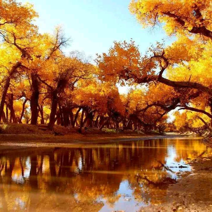 千年胡杨林（拒私聊）