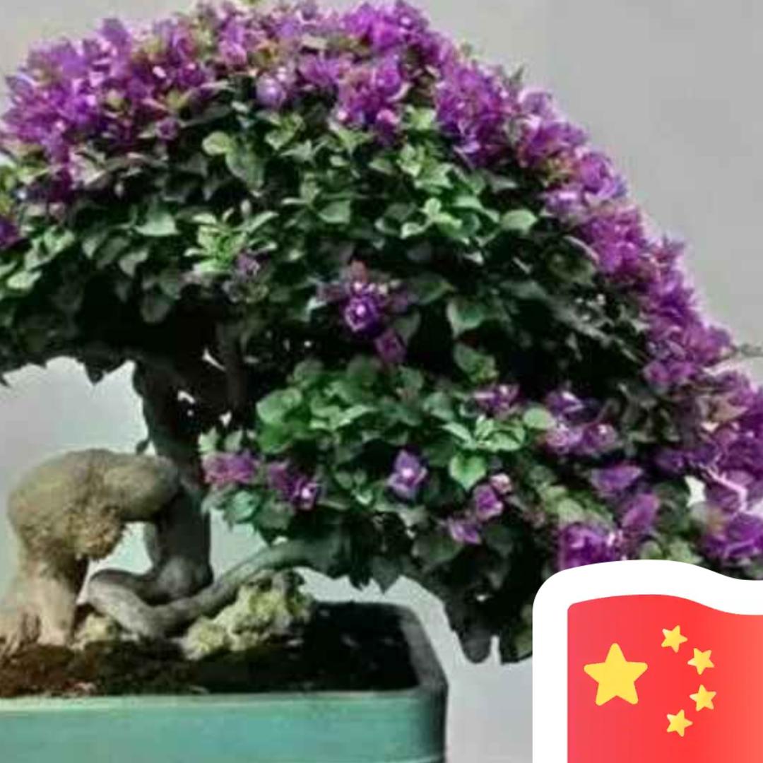 绿化盆景