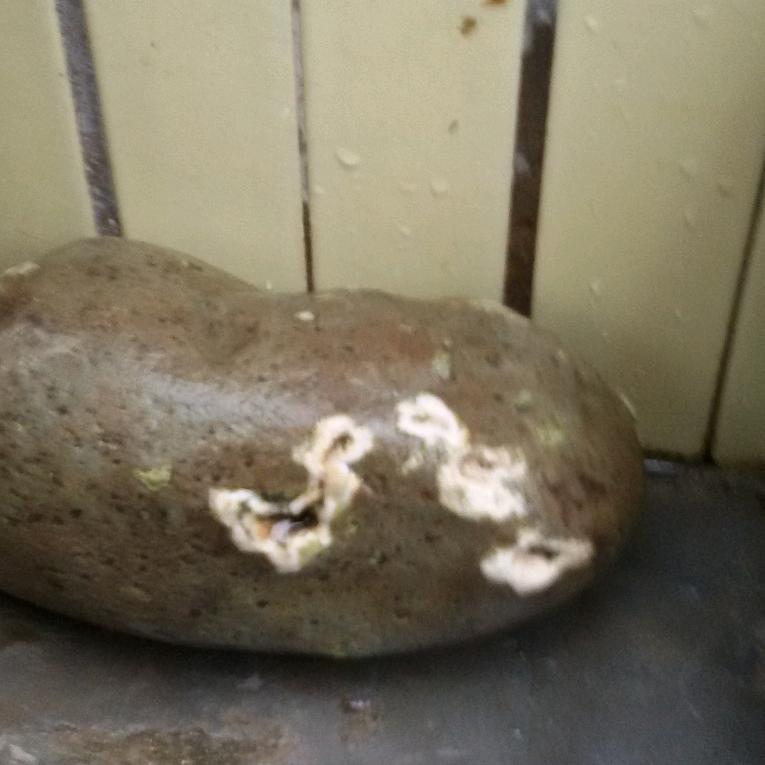 觉醒