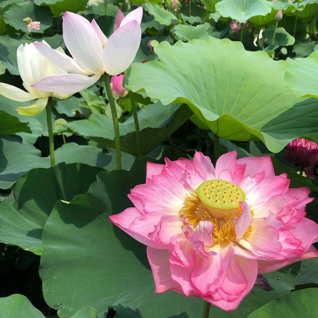 狮子（手机摄影）