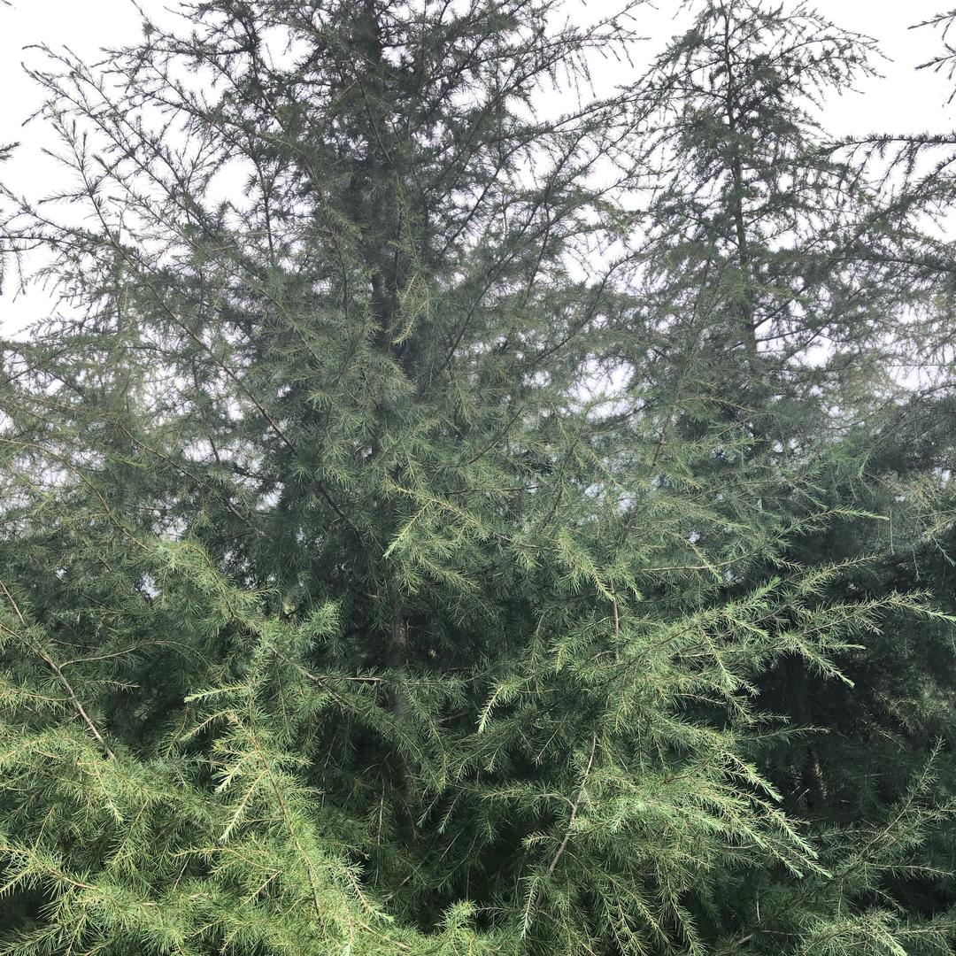 寇显红雪松出售