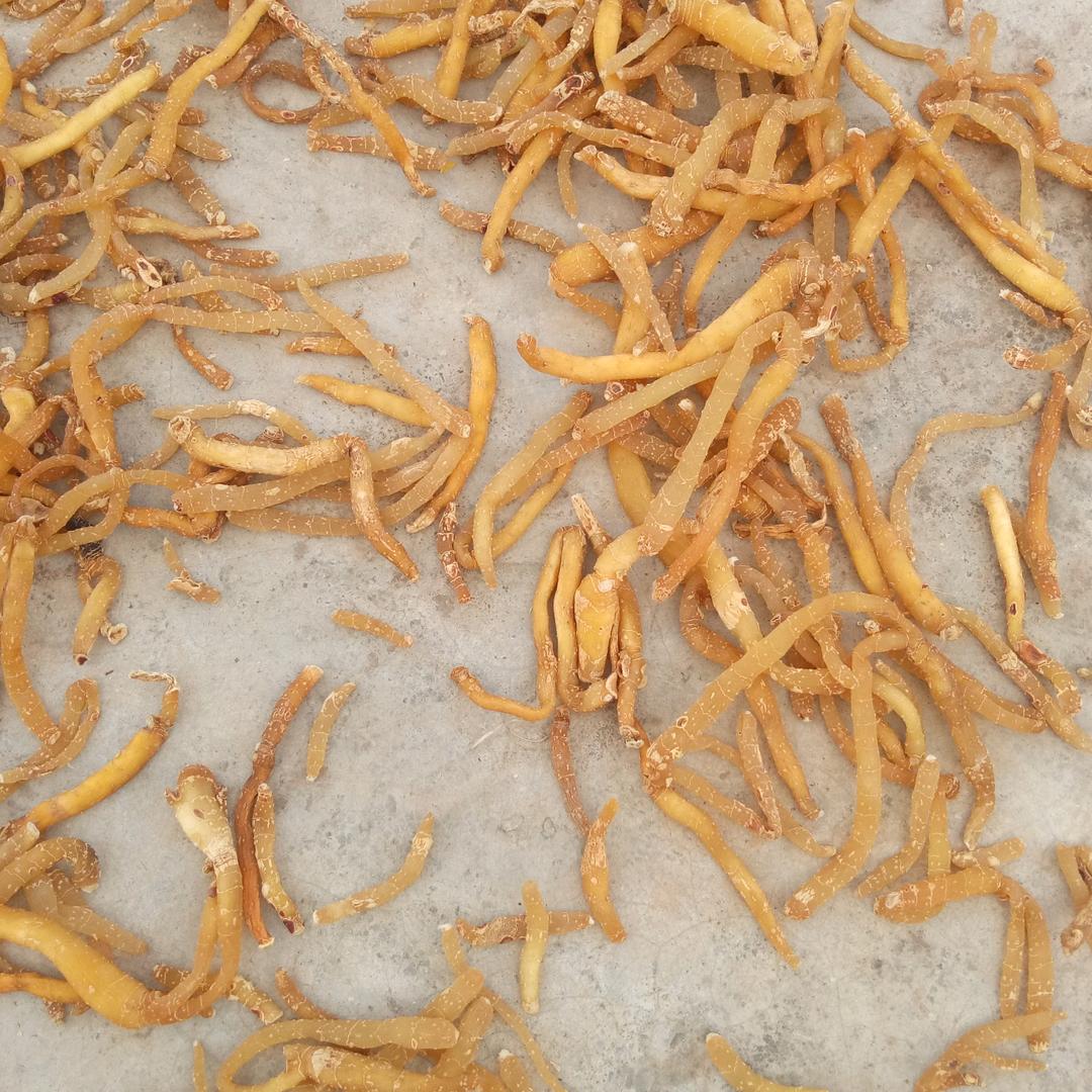连州特产脆冠梨鹰嘴桃1581623399
