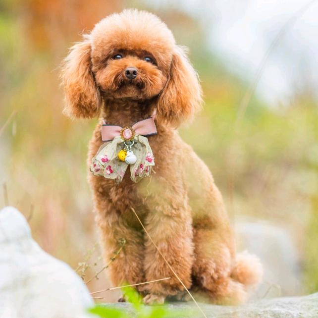 红尘寂寞酒沾唇