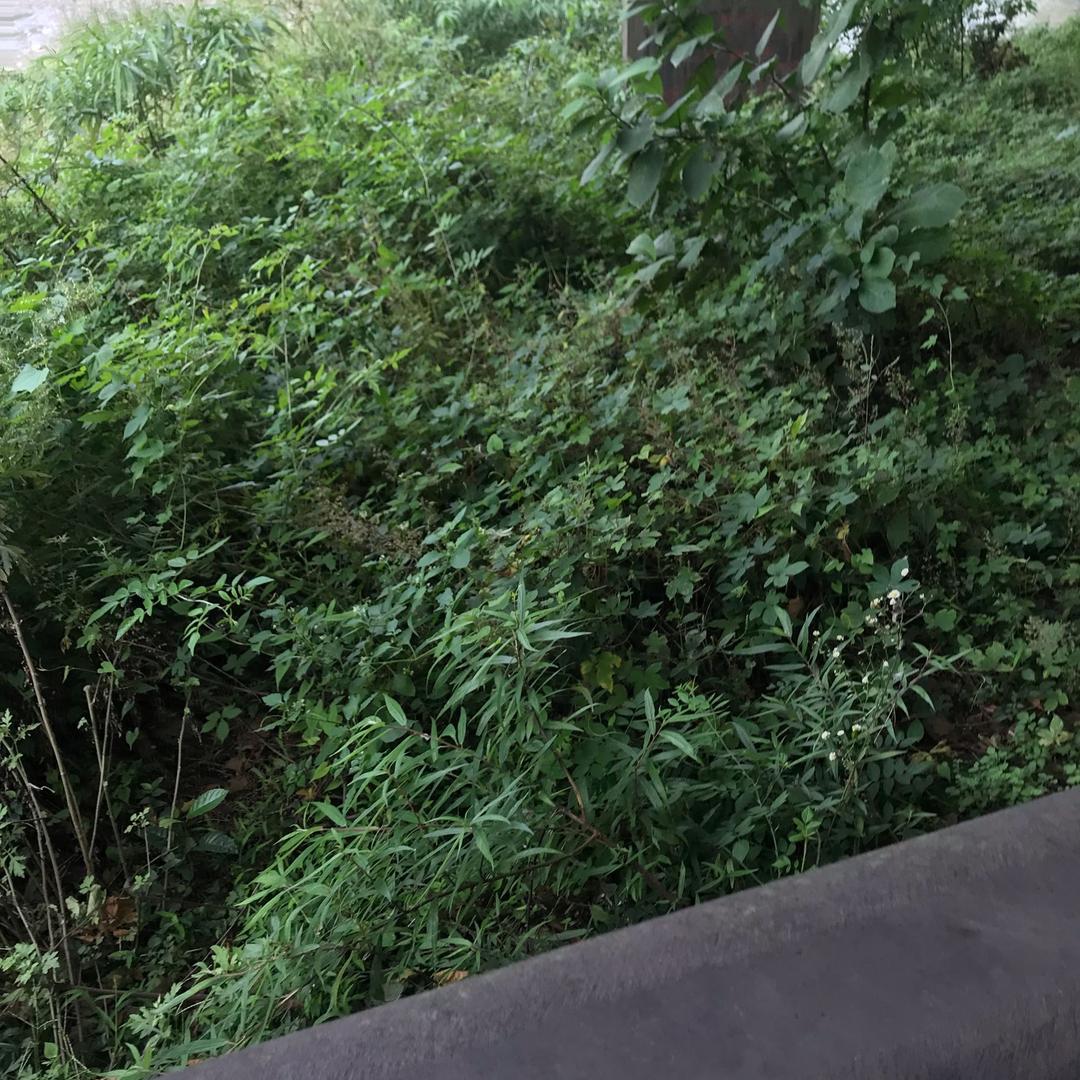 杨洋哥