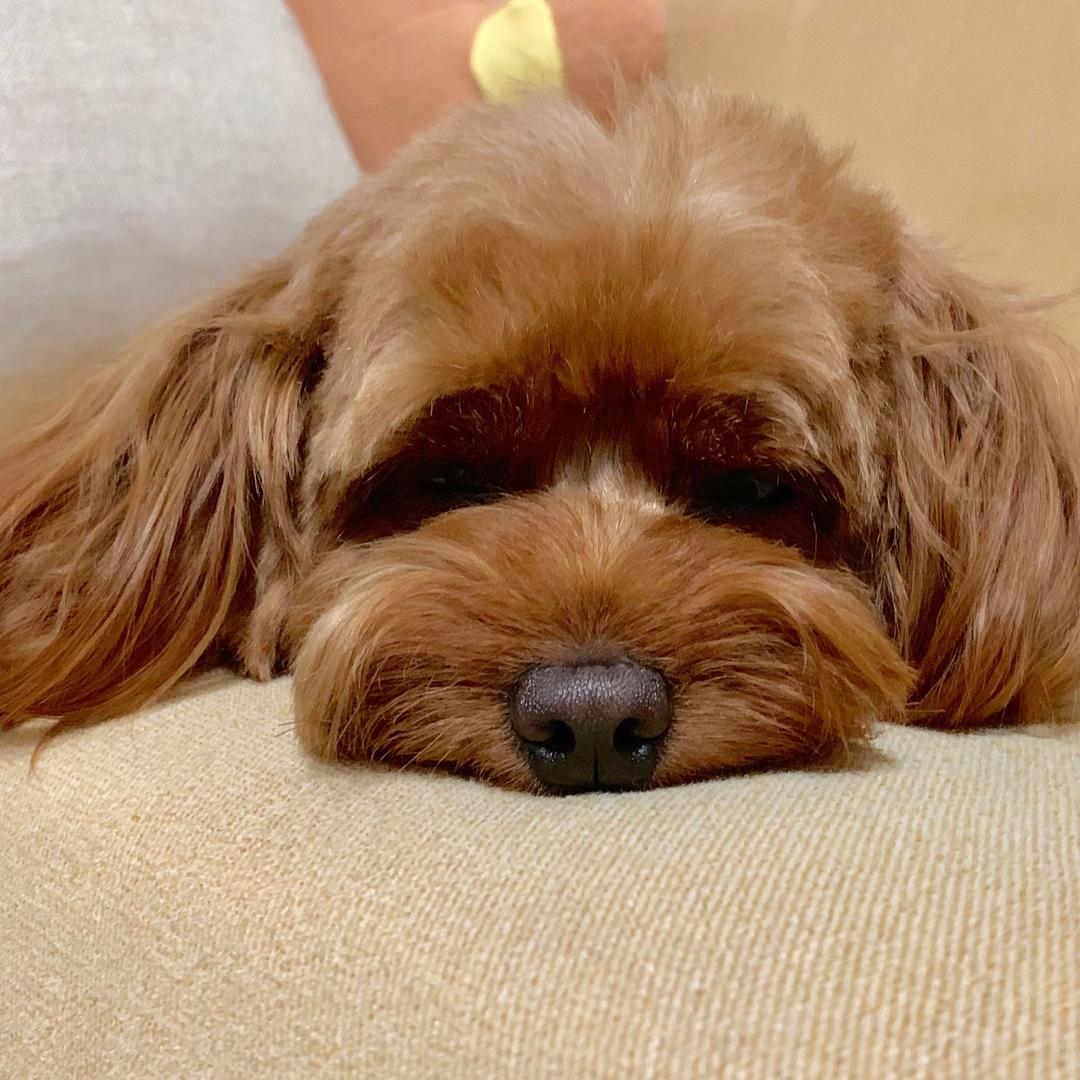 东京的雨淋湿了巴黎