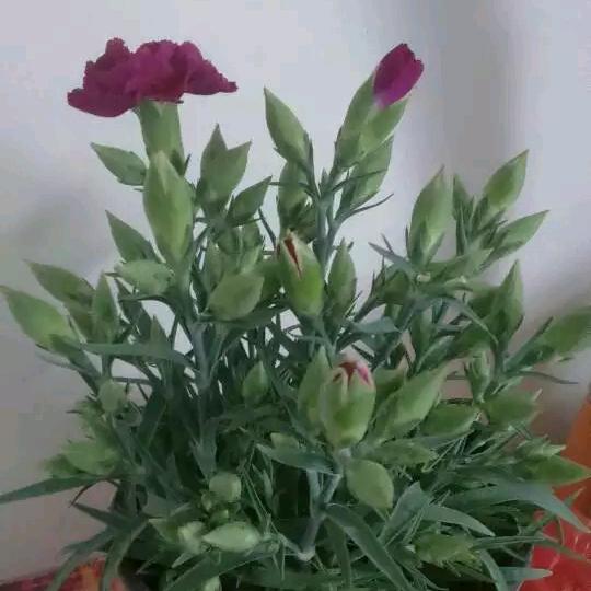 雪天的梅花