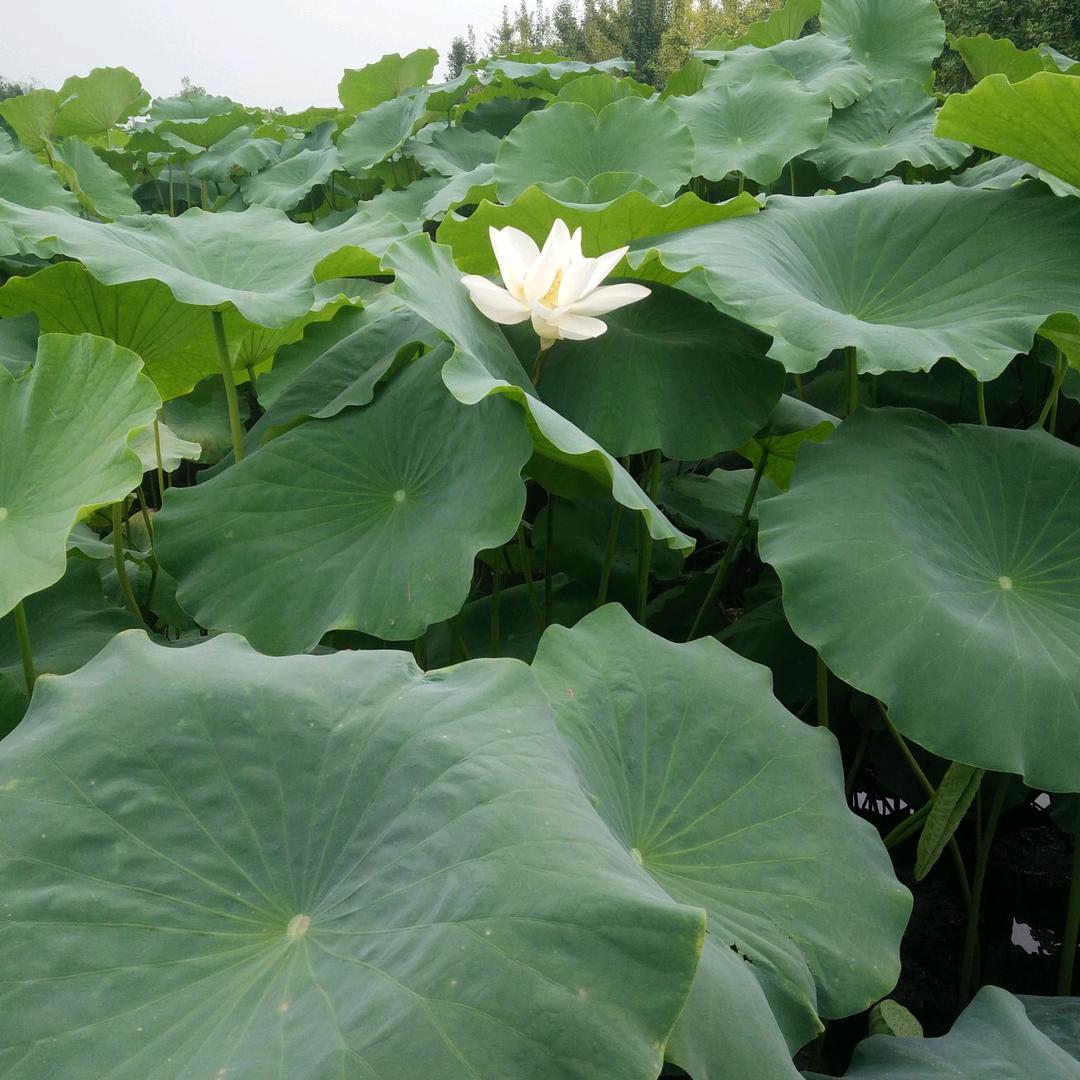 白开水/