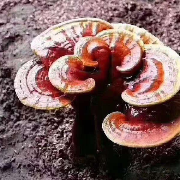 七彩夕阳