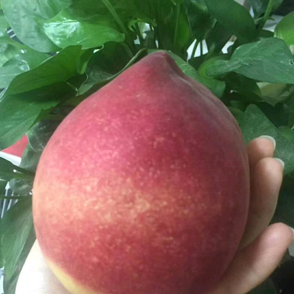 定州绿之宝水果种植园