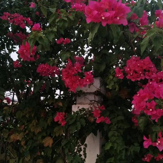 竹林私语（不回私聊）