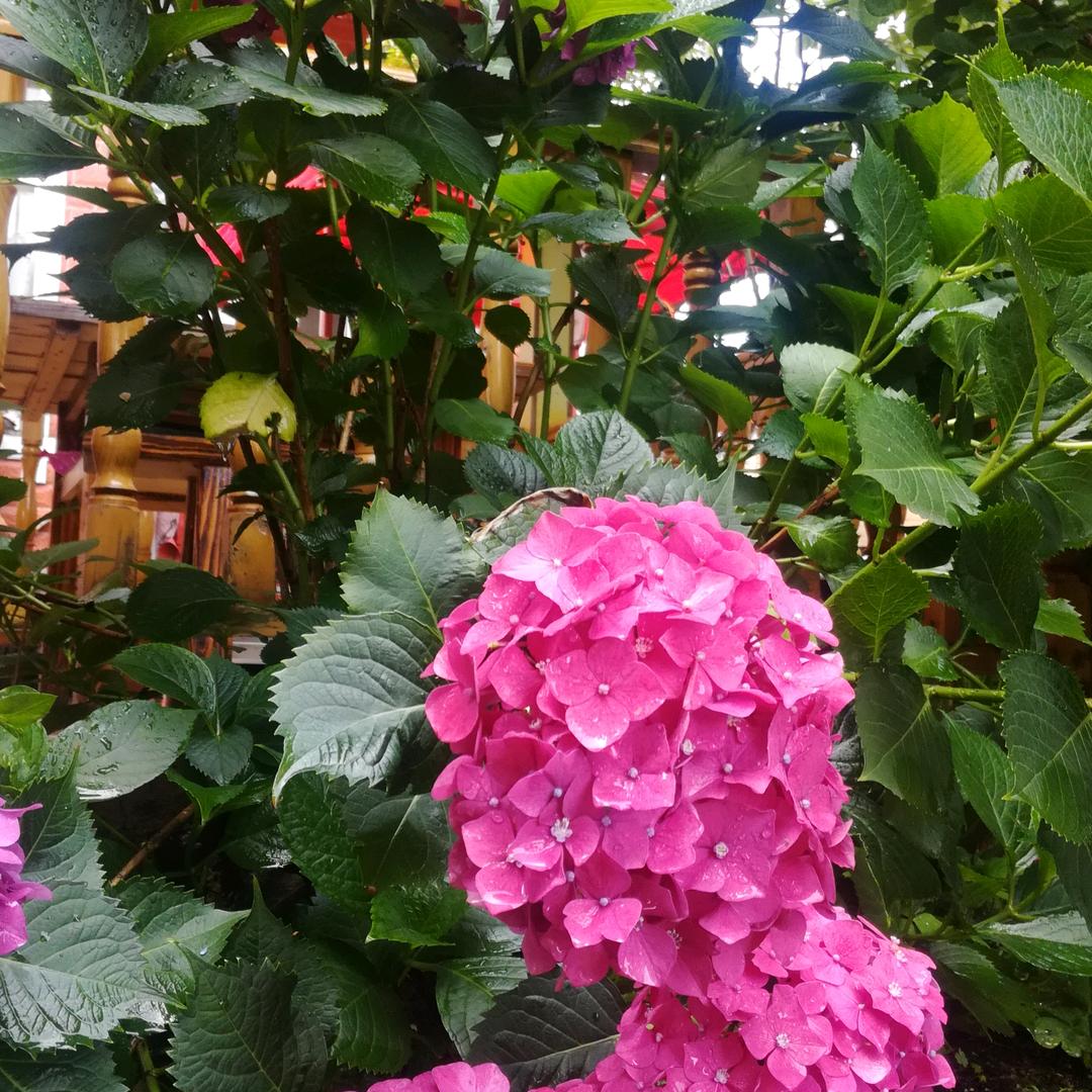 菊子