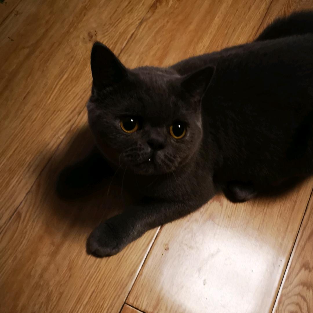 蓝宝的成长日记