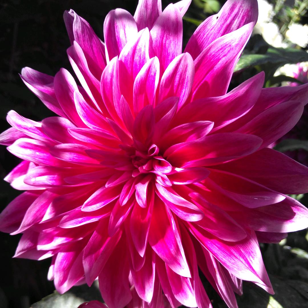 红菊花