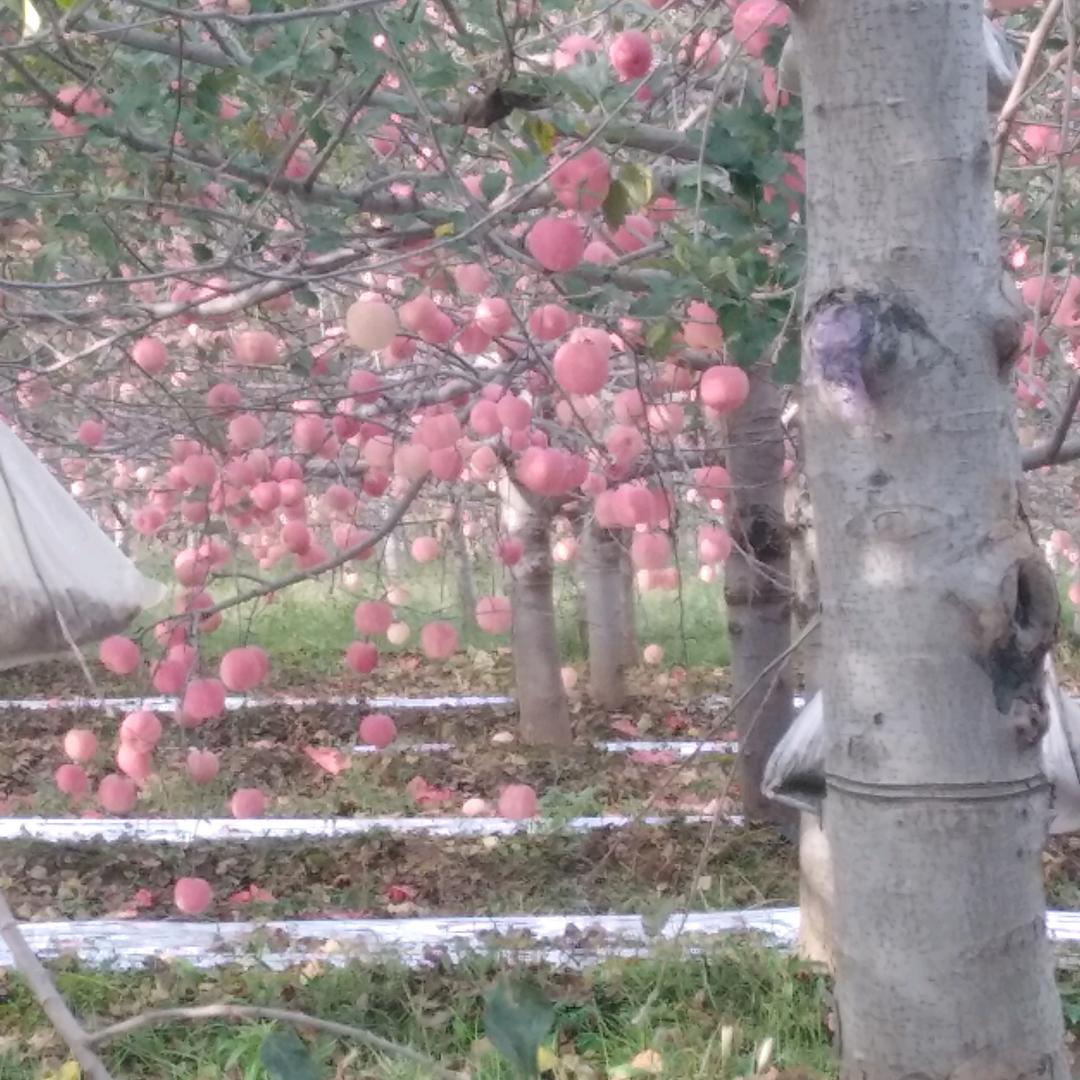 用户466910796603大海