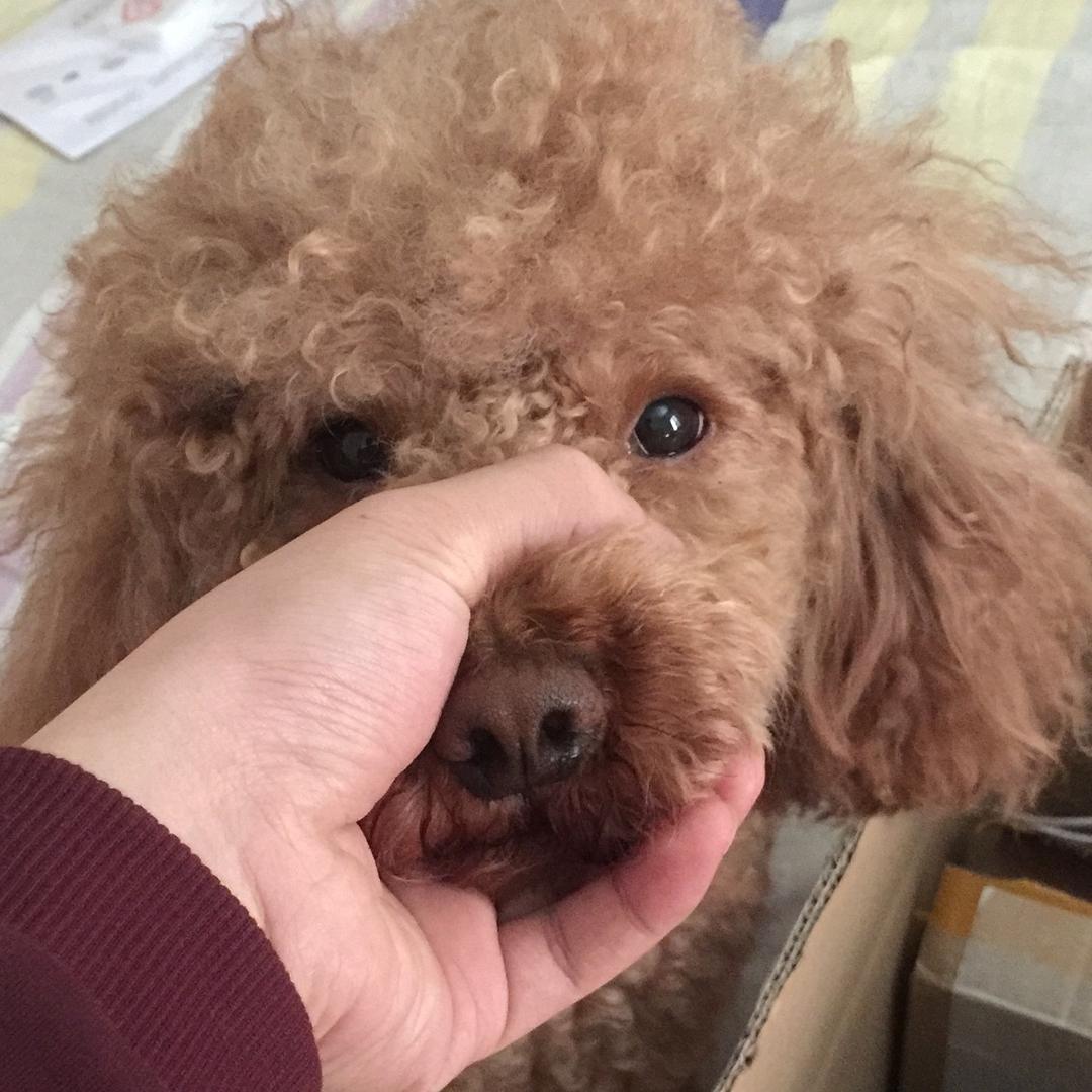 想养柯尔鸭的阿丁
