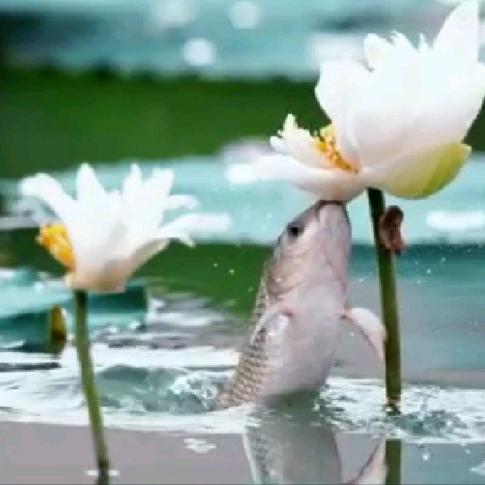 金木/水火土/