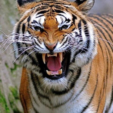 愚者争虚名，智者务其实