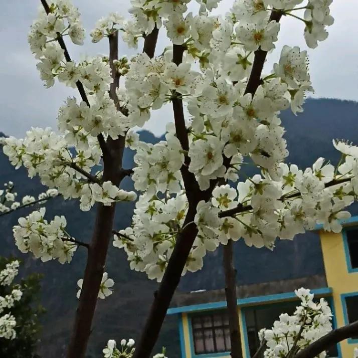 强胜半边红李子