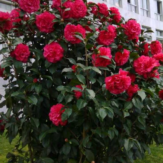 知足常乐谢接连赞