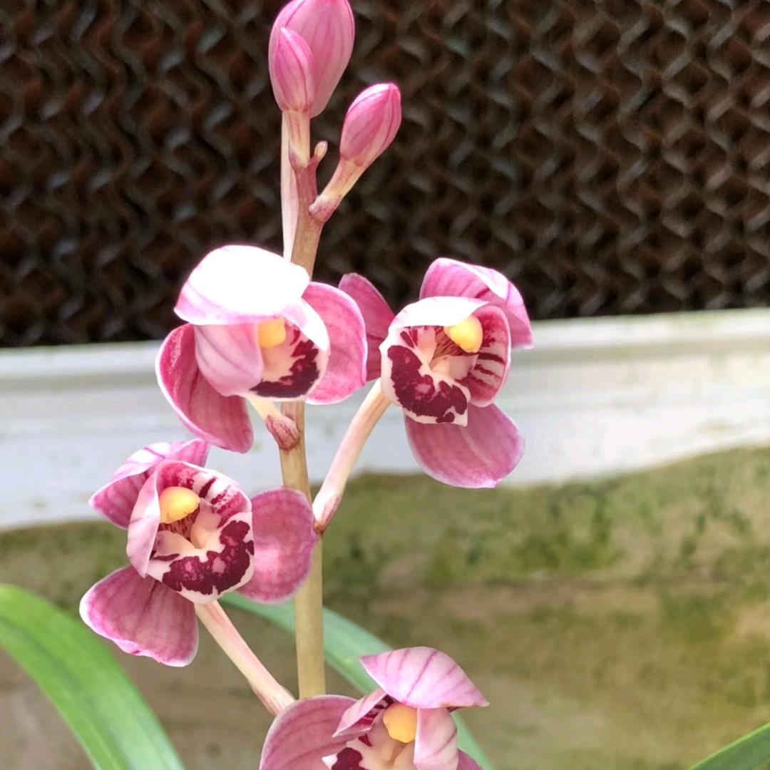 百惠兰花（直播中）