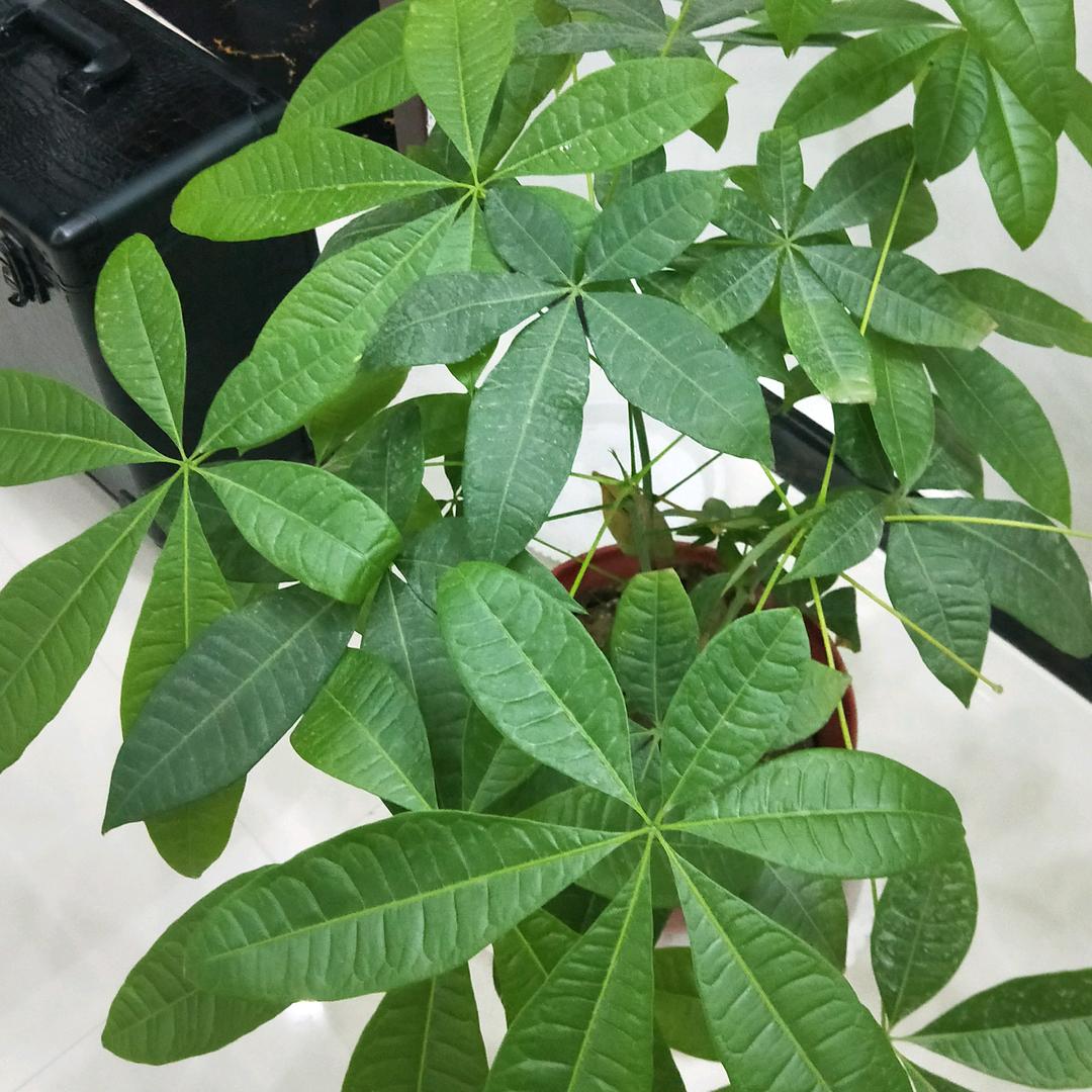 柠檬丿