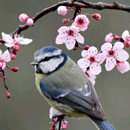 阿梁