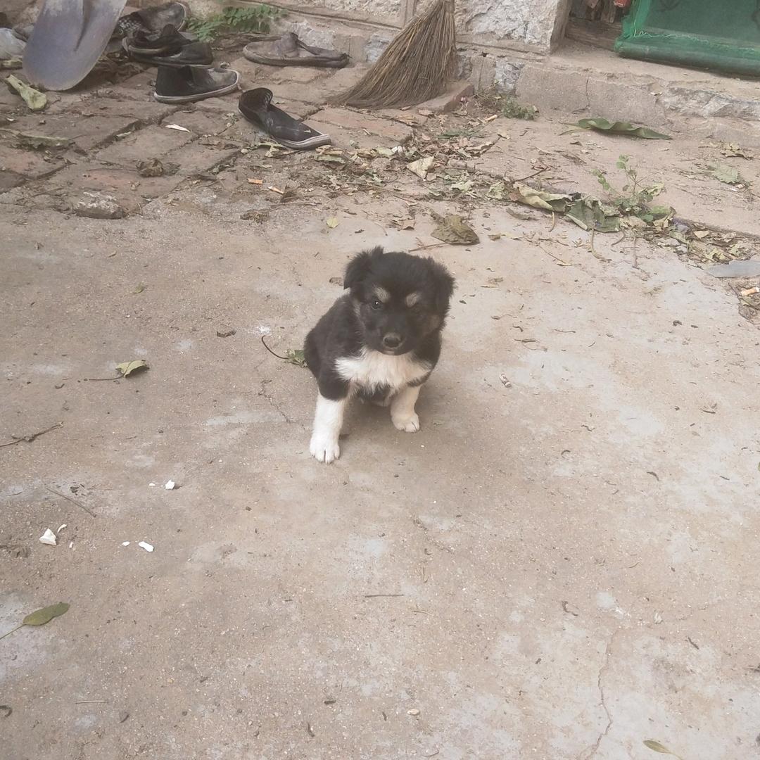 野狼