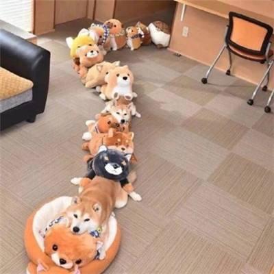 颗訫