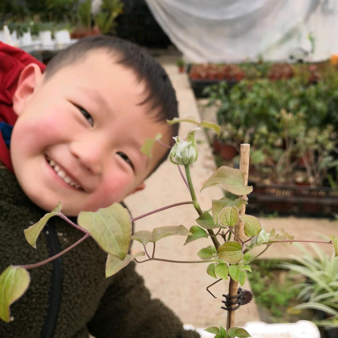 小张蔬菜苗