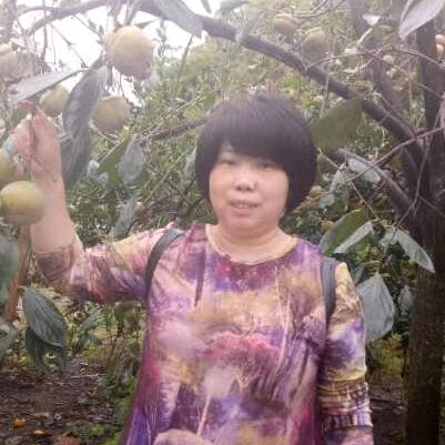 菊花k