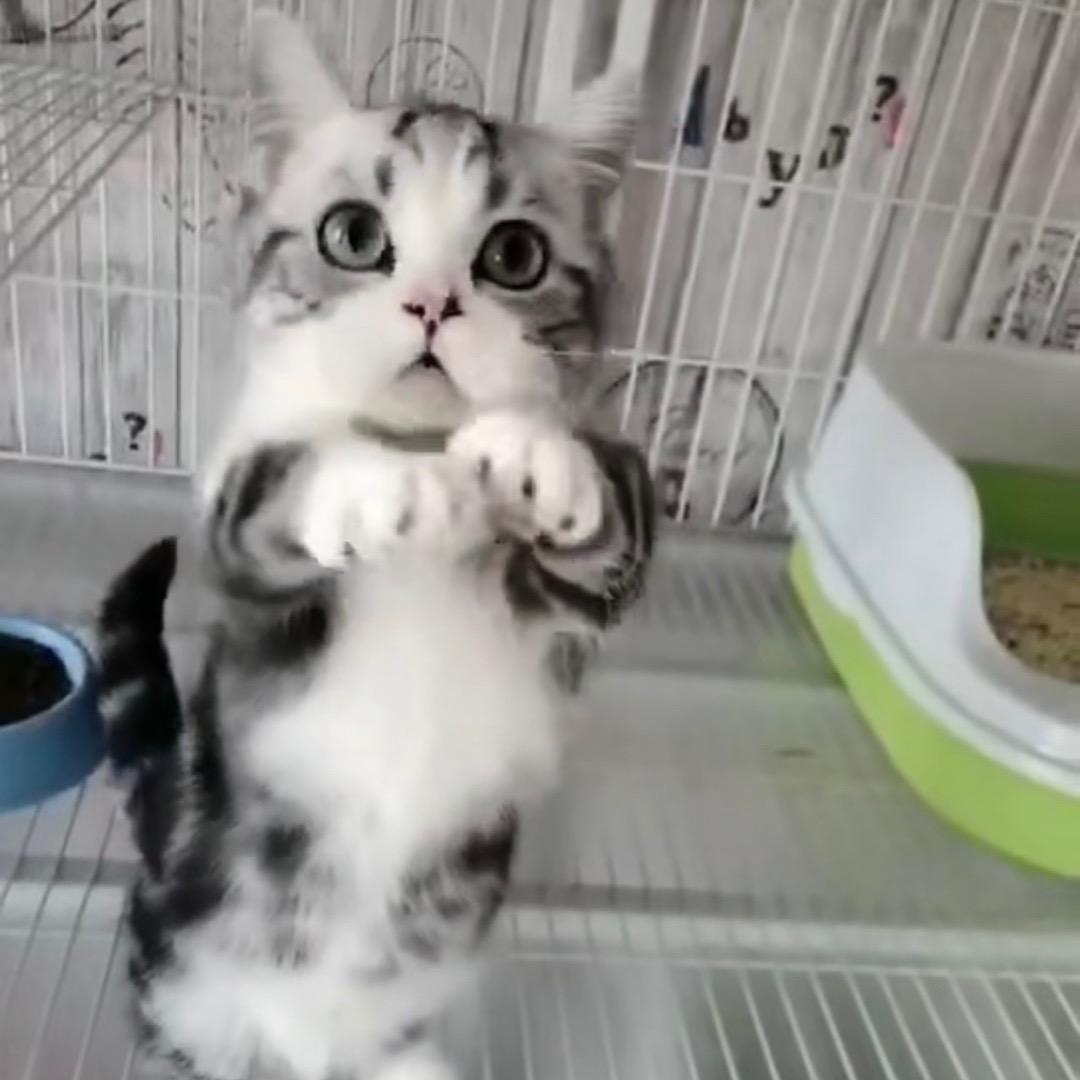猫的国宠物美容工作室