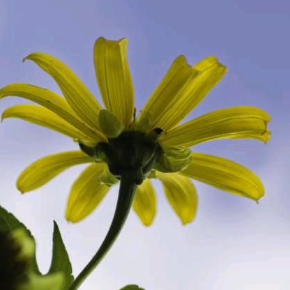 清香淡淡