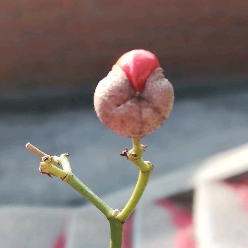 华亿A2师教练