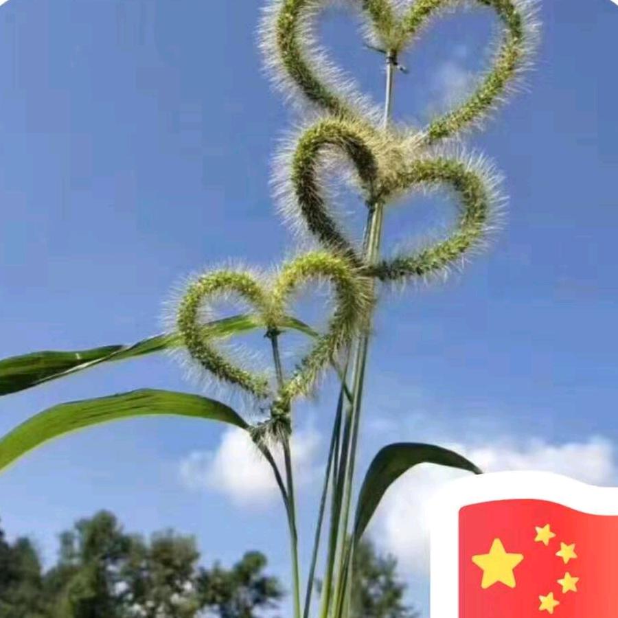 龙琪宝贝